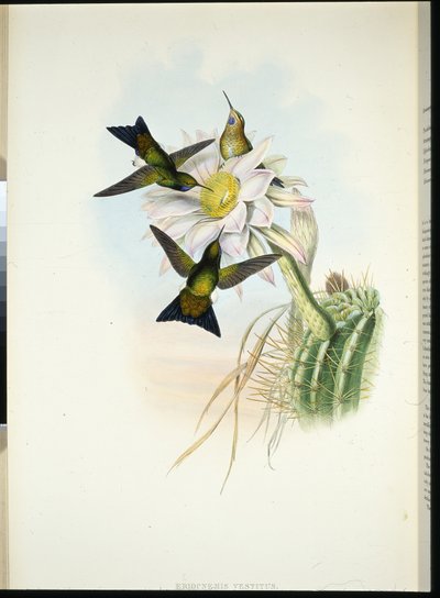 Glødende puff-leg (Eriocnemis Dress) (håndfarget litho) av John (after) Gould
