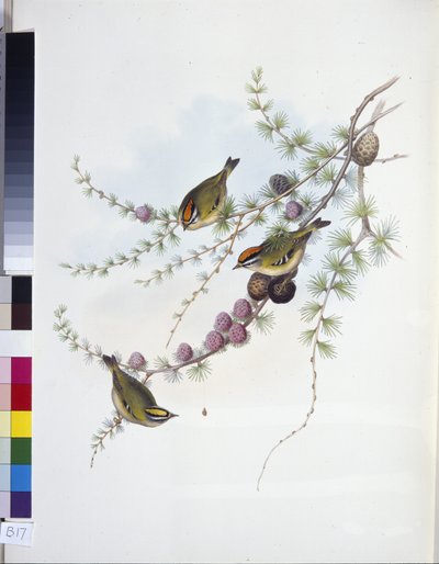 Goldcrest (Regulus Regulus) (håndfarget litho) av John (after) Gould