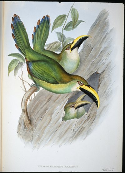 Gyldengrønn Groovebill Toucan (Aulacoramphus Prasinus) (håndfarget litho) av John (after) Gould