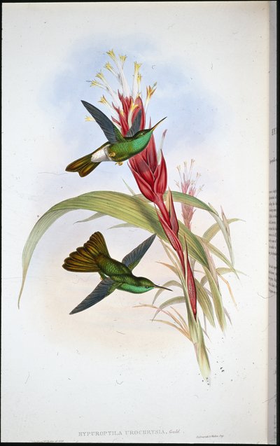 Golden-tailed Plumeleteer (Hypuroptila Urochrysia) (håndfarget litho) av John (after) Gould