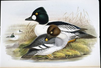 Golden Eye (håndfargede medlemmer) av John (after) Gould
