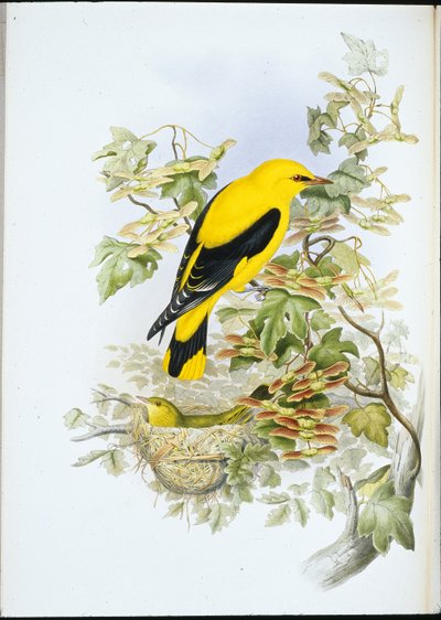 Golden Oriole (Oriolus Galbula) (håndfarget litho) av John (after) Gould