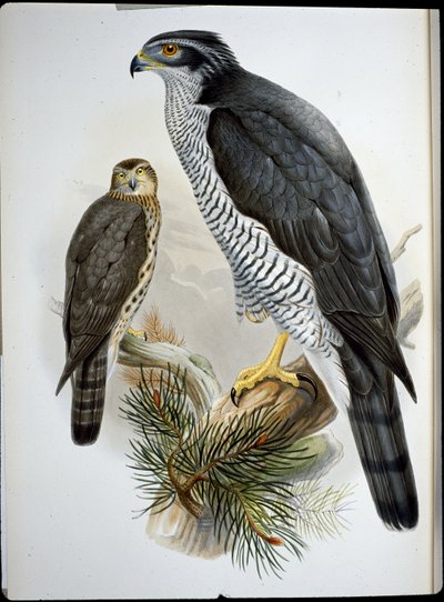Goshawk (Astur Palumbarius) (håndfarget litho) av John (after) Gould