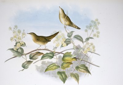 Gresshoppesanger (Locustella Auicula) (håndfarget litho) av John (after) Gould