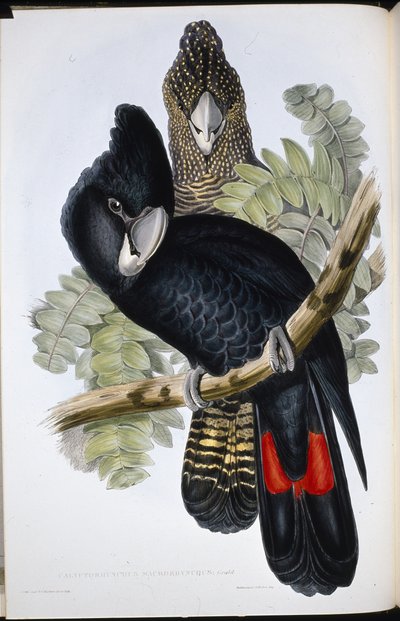 Stor nebbkakadu (Calyptorhynchus Macrorhynchus) (håndfarget litho) av John (after) Gould