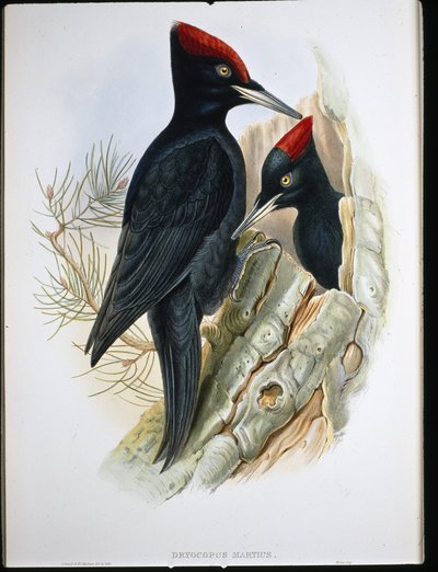 Stor svart spett (Dryocopus Martius) (håndfarget litho) av John (after) Gould