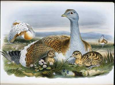 Stor bustard (Otis Tarda) (håndfarget litho) av John (after) Gould