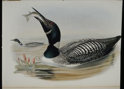 Great Northern Diver (Colymbus Glacialis) (håndfarget litho) av John (after) Gould
