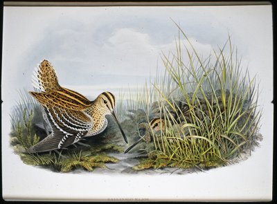 Great Snipe (Gallinaco Major) (håndfarget litho) av John (after) Gould