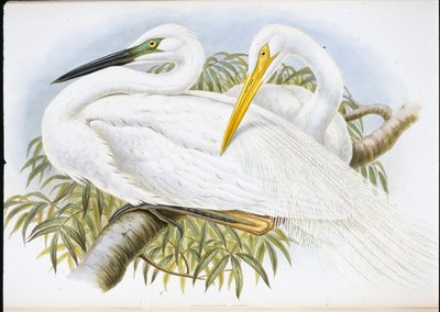 Great White Egret (Herodias Alba) (håndfarget litho) av John (after) Gould