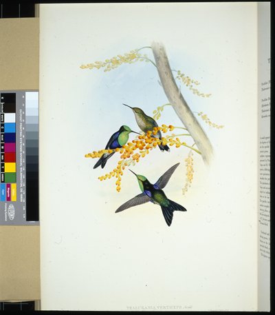 Grønnkronede Panoplites (thalurania verticeps) (håndfarget litho) av John (after) Gould