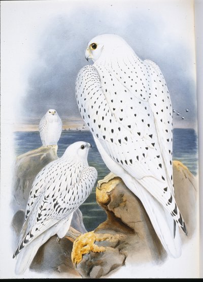 Grønlandsfalk (Falco Candicans) (håndfarget litho) av John (after) Gould