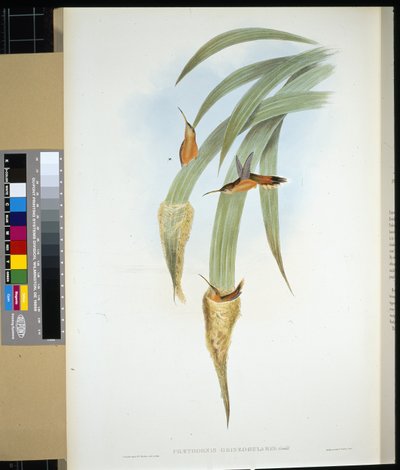 Gråstrupe eremitt (phaethornis griseogularis) (håndfarget litho) av John (after) Gould