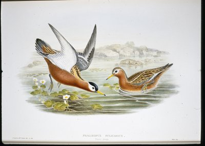 Grå Phalarope (Phalaropus Fulicarius) (håndfarget litho) av John (after) Gould