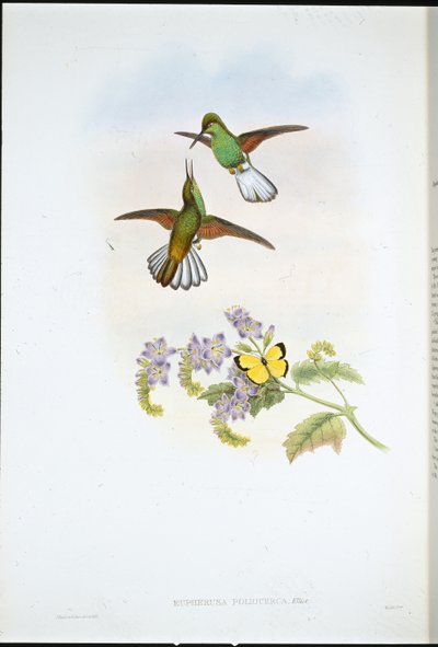 Grå stripehale (Eupherusa Poliocerca) (håndfarget litho) av John (after) Gould