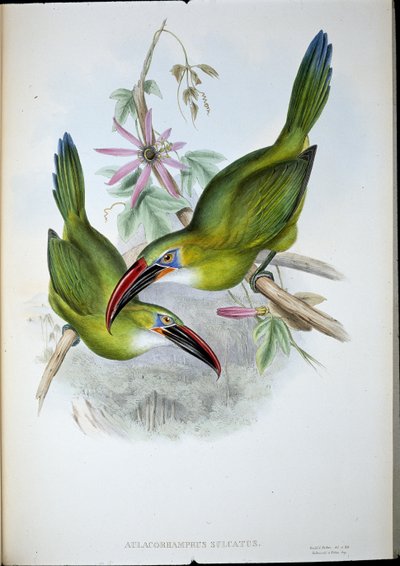 Groove-Bill Toucan (Aulacorhamphus Sulcatus) (håndfarget litho) av John (after) Gould