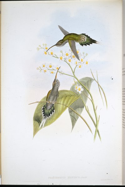 Hårete eremitt (Phaethornis Hispidus) (håndfarget litho) av John (after) Gould