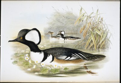 Merganser med hette (Mergus Cucullatus) (håndfarget litho) av John (after) Gould