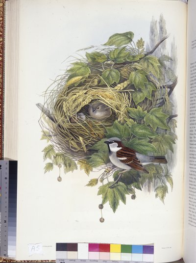 Husspurv (Passer domesticus) (håndfarget litho) av John (after) Gould