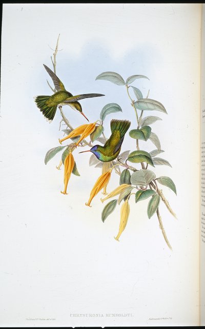 Humboldts kolibri (Chrysuronia Humboldti) (håndfarget litho) av John (after) Gould
