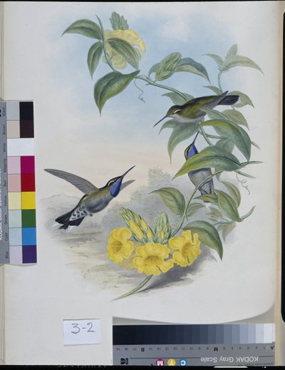 Kolibrier (Delattria Clemenciae) (håndfarget litho) av John (after) Gould