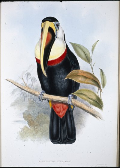 Inca Toucan (Ramphastos inica) (håndfarget litho) av John (after) Gould