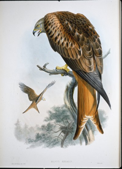 Kite of Glead (Milvus Regalis) (farget gravering) av John (after) Gould