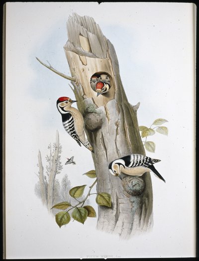 Mindre flekkete spett (Picus Minor) (håndfarget litho) av John (after) Gould