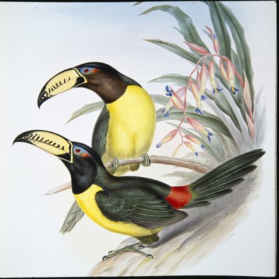 Aracari-tukan med bokstaver (Pteroglossus Inscriptus) (håndfarget litho) av John (after) Gould