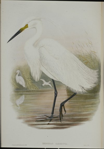 Little Egret (Egretta Garzetta) (håndfarget litho) av John (after) Gould