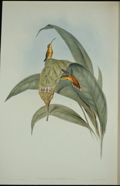 Lille eremitt (Phaethornis eremita) (håndfarget litho) av John (after) Gould
