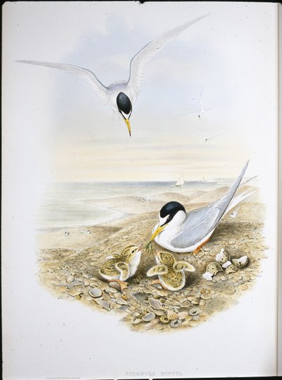 Lille tern (Sternula Minuta) (håndfarget litho) av John (after) Gould