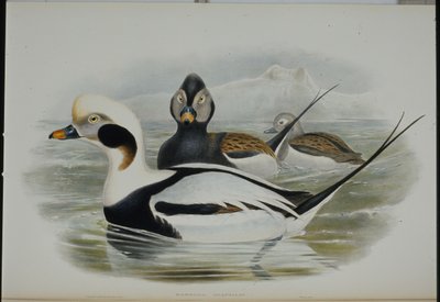 Langhaleand (Harelda Glacialis) (håndfarget litho) av John (after) Gould