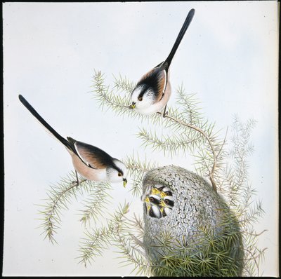 Langhalemeis (Mecistura Caudata) (håndfarget litho) av John (after) Gould