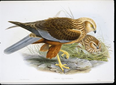 Marsh Harrier (Circus Aeruginosus) (farget gravering) av John (after) Gould