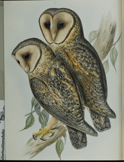 Maskert perleugle (Strix Personata) (håndfarget litho) av John (after) Gould