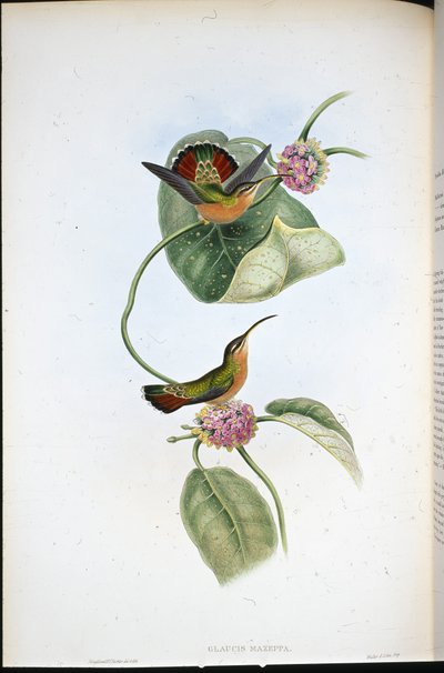 Mazeppa Eremitt (Glaucis Mazeppa) (håndfarget litho) av John (after) Gould