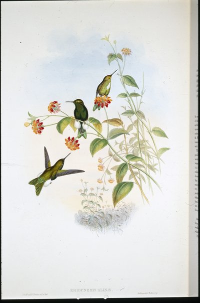 Metallisk puff-leg (Eriocnemis Alinae) (håndfarget litho) av John (after) Gould