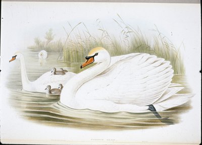 Mute Swan (Cygnus Olor) (håndfargede medlemmer) av John (after) Gould