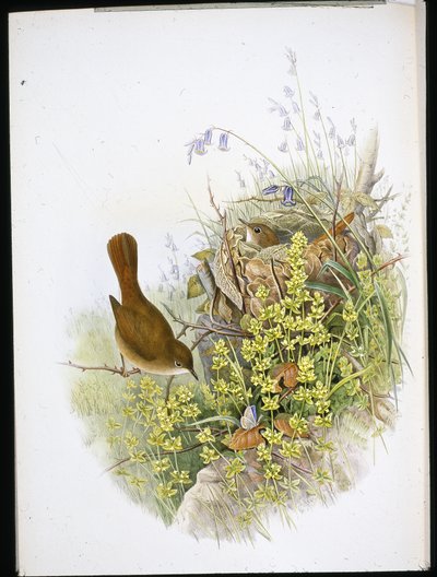 Nattergal (håndfarget litho) av John (after) Gould