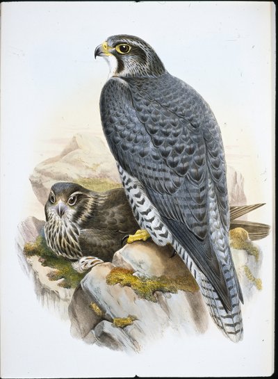Norsk eller Gyrfalcon Falcon (Falco Gyrfalco) (håndfarget litho) av John (after) Gould