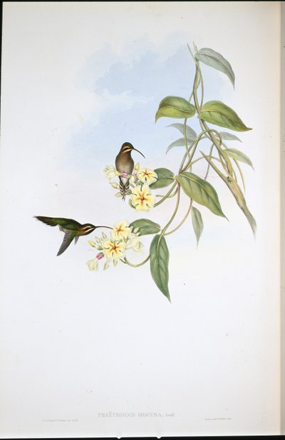 Obskur eremitt (Phaethornis Obscura) (håndfarget litho) av John (after) Gould
