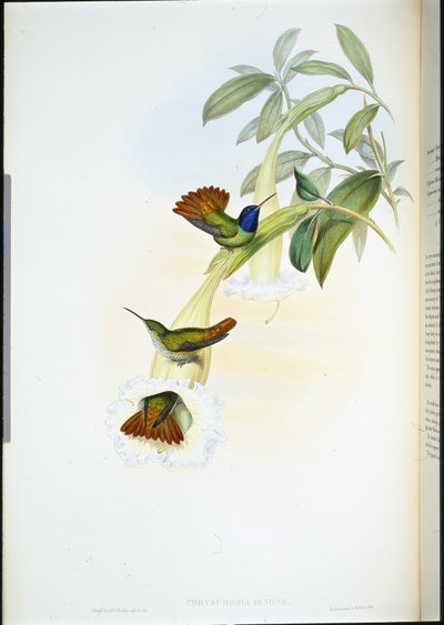 Oenone kolibri (Chrysuronia oenone) (håndfarget litho) av John (after) Gould