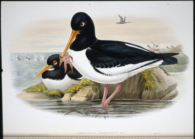 Oyster Catcher (Heamatopus Ostralegus) (håndfarget litho) av John (after) Gould