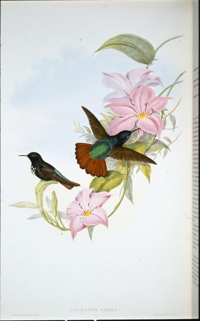 Pamelas solstråle (Aglaeactis Pamela) (håndfarget litho) av John (after) Gould