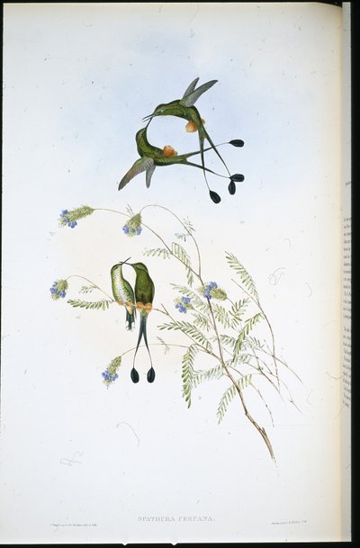 Peruansk rackethale (Spathura Peruana) (håndfarget litho) av John (after) Gould