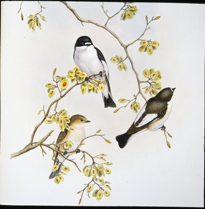 Pied Fluesnapper (Muscicapa Atricapilla) (håndfarget litho) av John (after) Gould