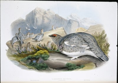 Rype (høstfjærdrakt) (Lagopus Mutus) (håndfarget litho) av John (after) Gould