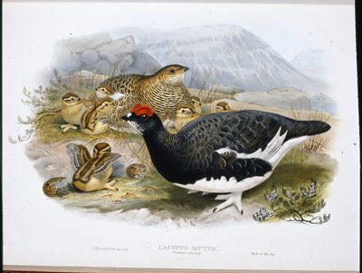 Rype (sommerfjærdrakt) (Lagopus Mutus) (håndfarget bilde) av John (after) Gould
