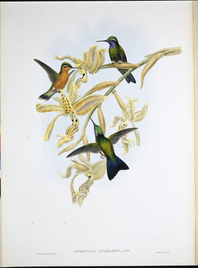 Lilla-strupet kolibri (Oreopyra Calolaema) (håndfarget litho) av John (after) Gould